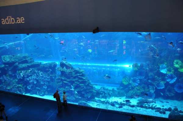 迪拜水族馆哪个好玩（迪拜的水族馆）-图3